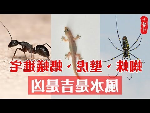 家有蜘蛛 風水